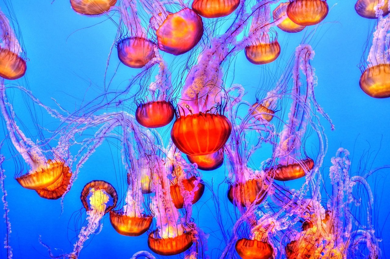 water underwater biology jellyfish coral coral reef 110820